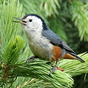 White-cheeked Nuthatch